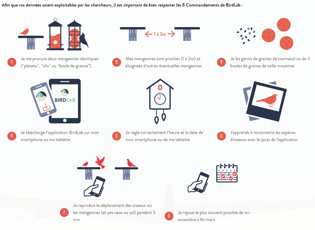 Infographie représentant 8 conseils pour utiliser BirdLab