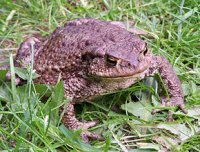 Crapaud commun (Bufo bufo)